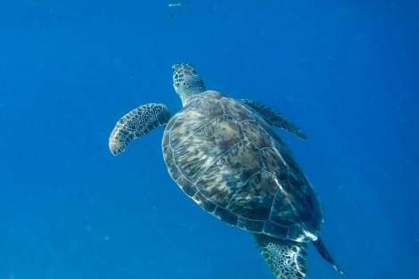 Review img # 108 of the yacht ALIZÉ