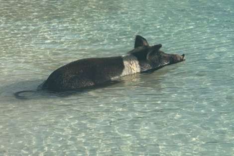 Review img # 7 of the yacht DREAM BEAUTY